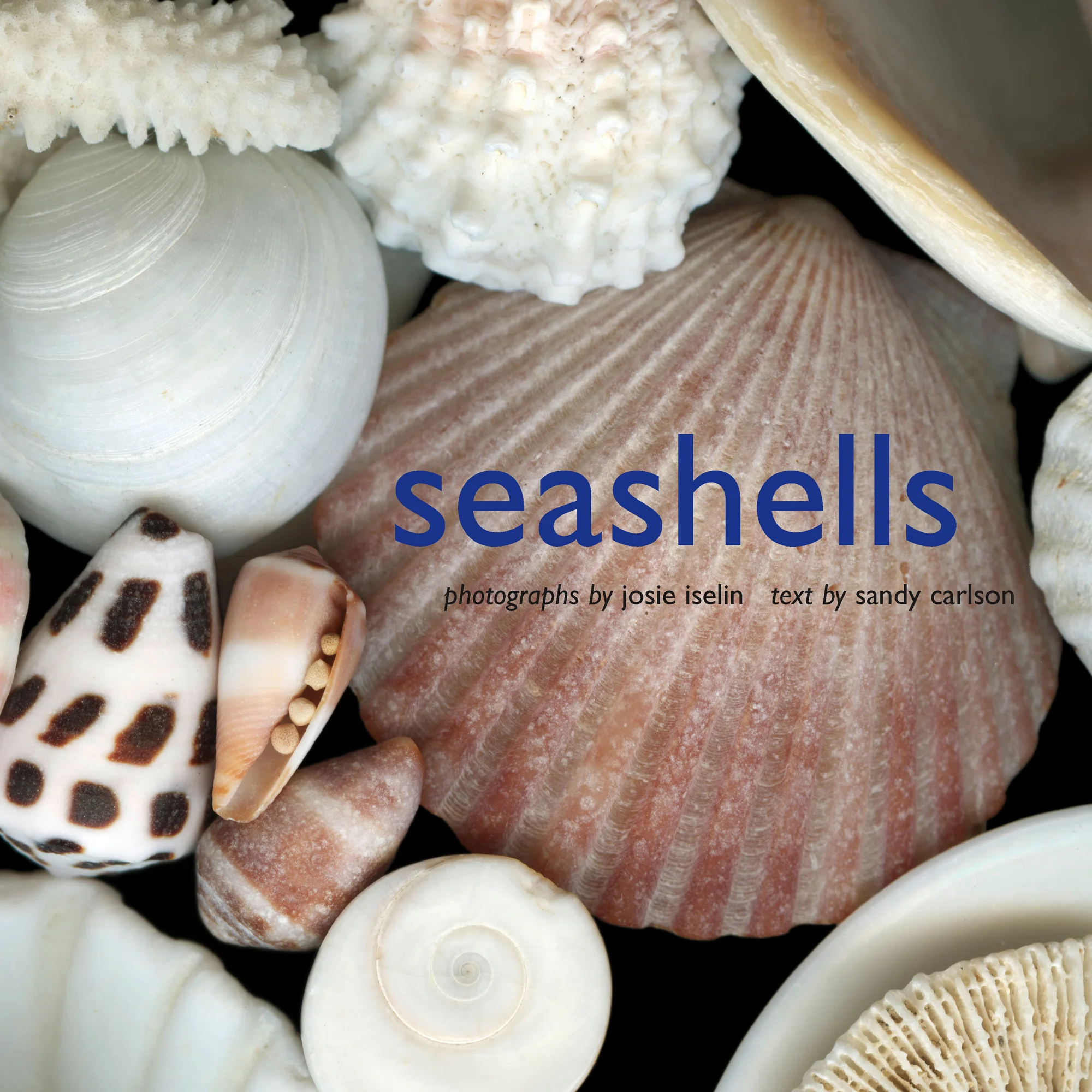 Seashells — Josie Iselin